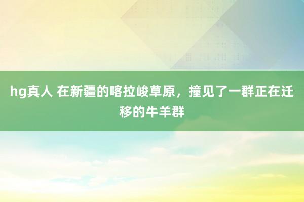 hg真人 在新疆的喀拉峻草原，撞见了一群正在迁移的牛羊群