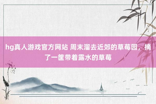 hg真人游戏官方网站 周末溜去近郊的草莓园，摘了一筐带着露水的草莓